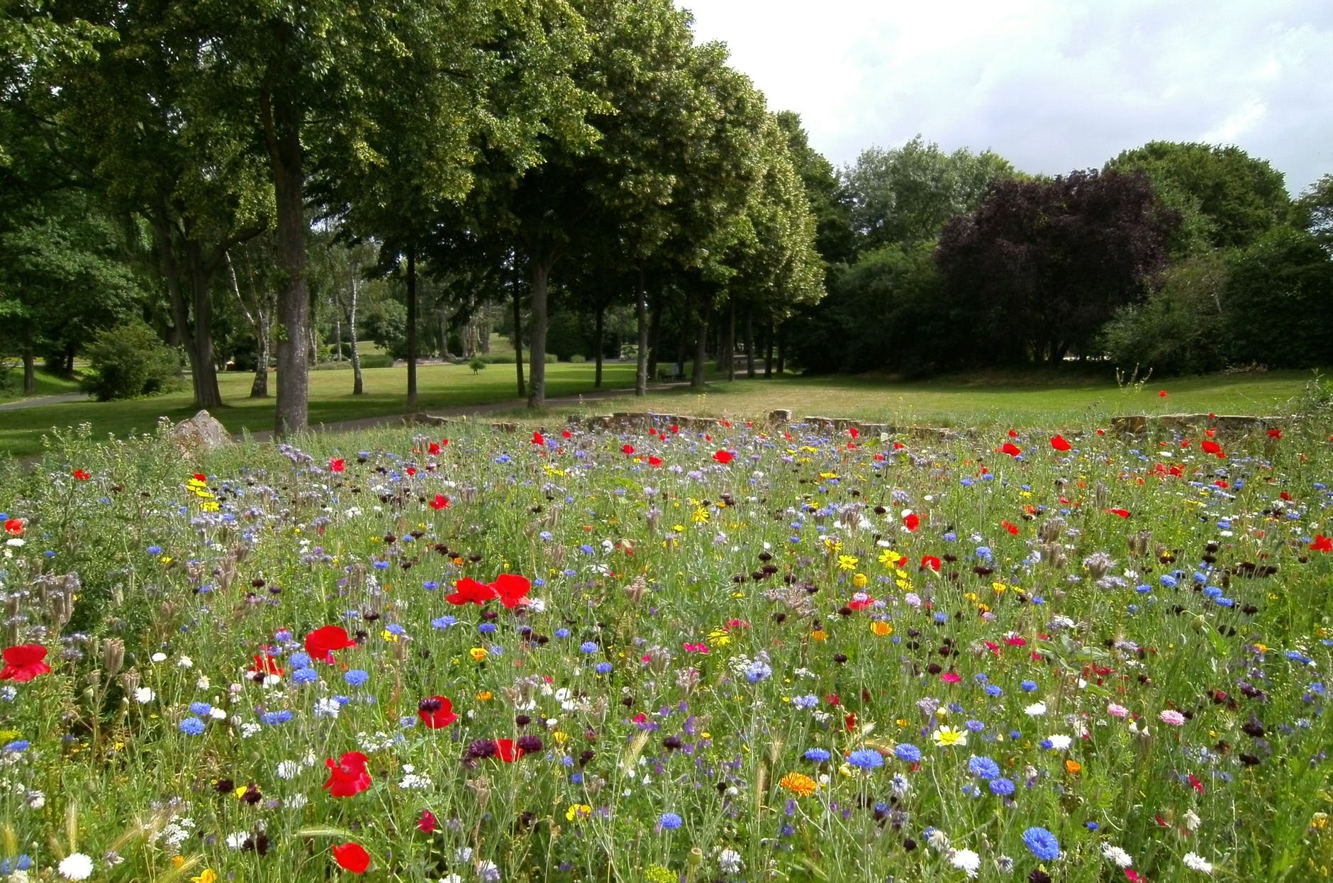 Ontdek de voordelen van een bloemenweide