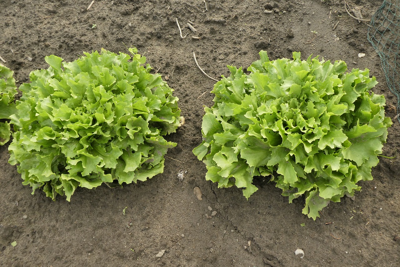 Groenten september, eten volgens seizoen