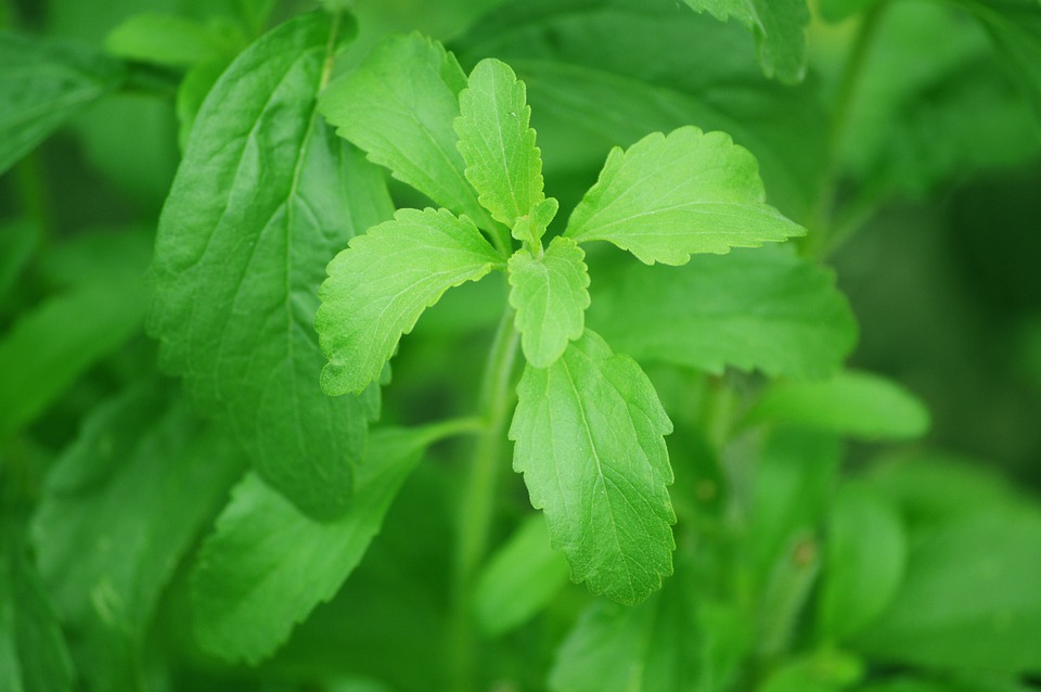 Is stevia gezond of niet?