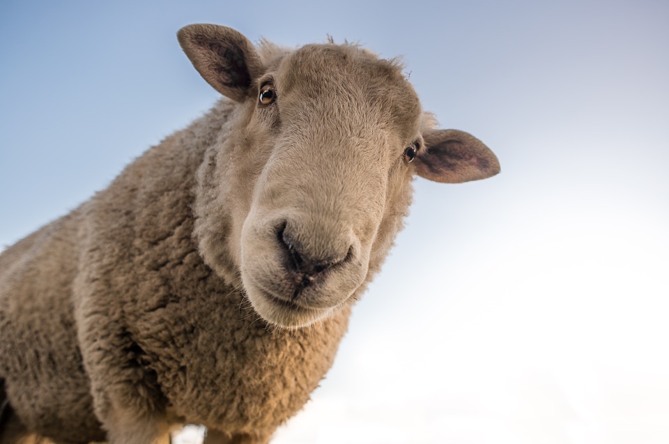 Ken jij de voordelen van wol al?