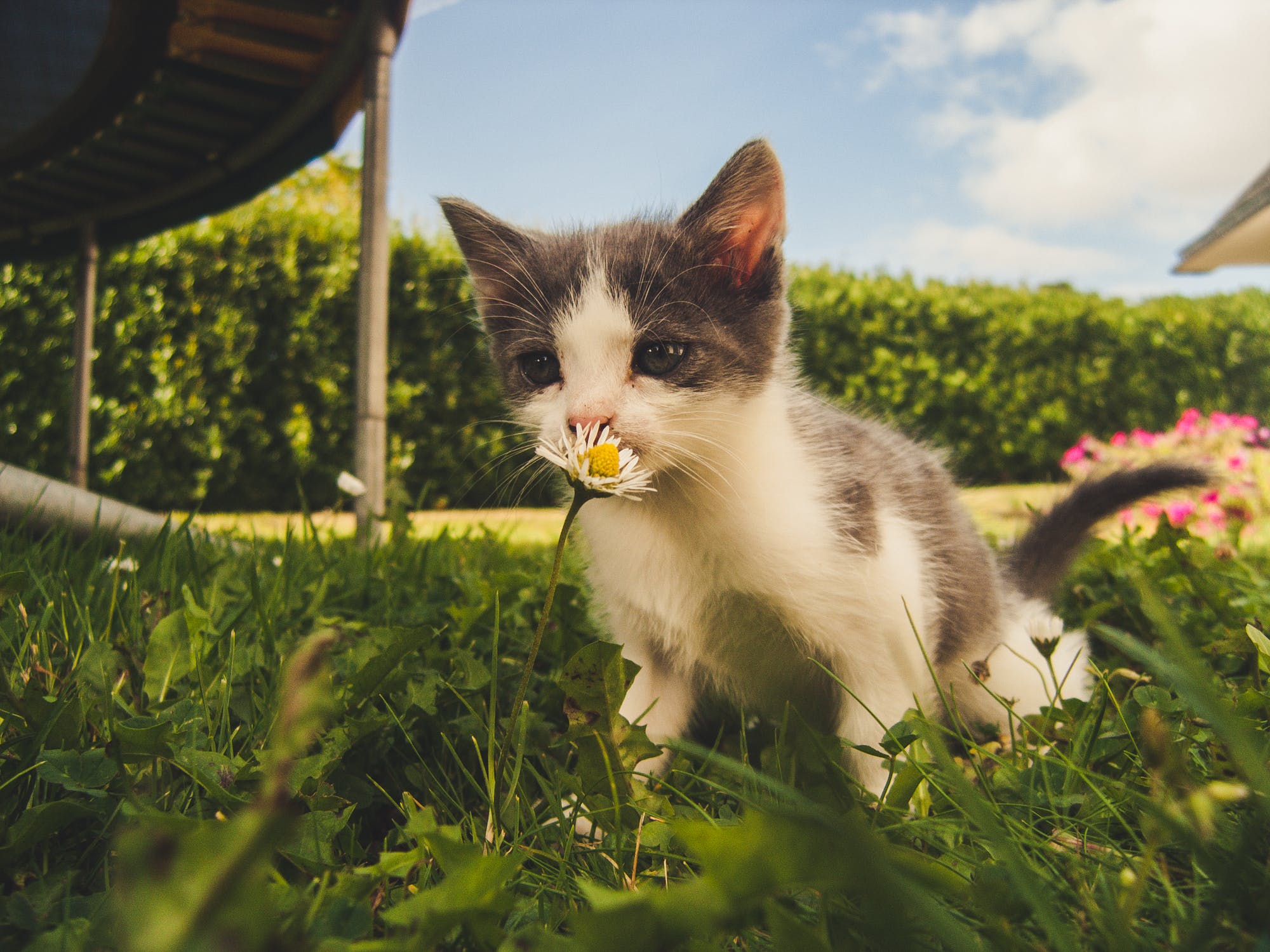 Duurzame kattenbakvulling