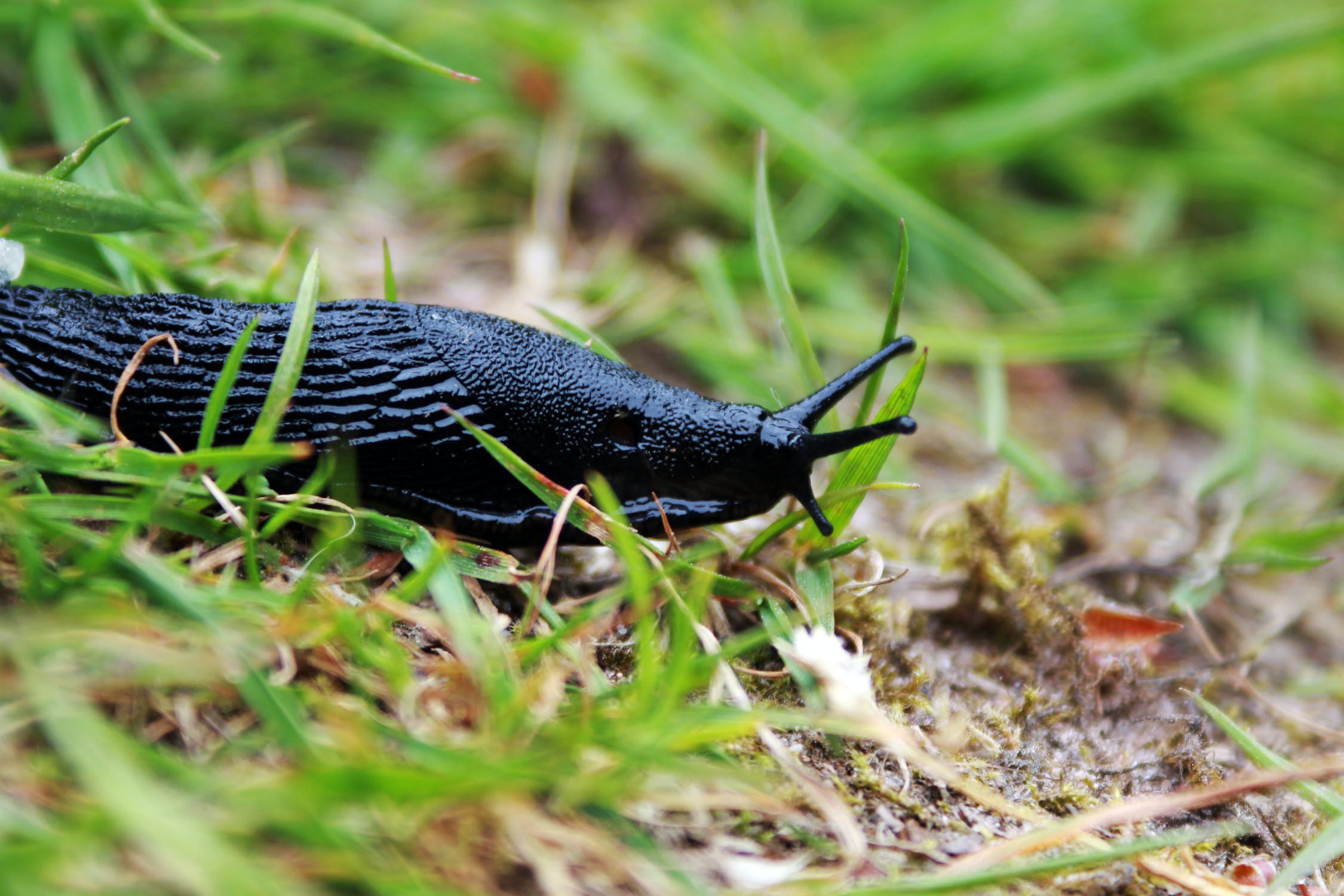 Slakken bestrijden, liefst op een natuurlijke manier