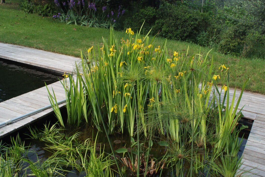 zwemvijver planten